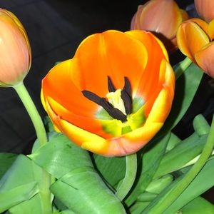 Meet your Posher, Giselle